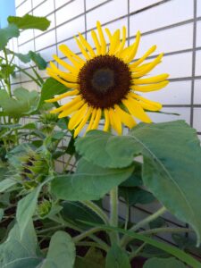 花壇がにぎやかになってきました！【ミライワーク横川センター】