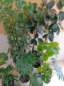 センターの植物日記：新芽のきらめき【ミライワーク広島駅南センター】