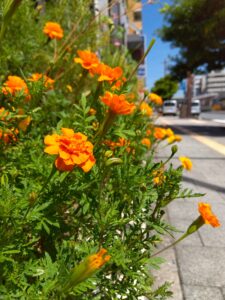 横川センターの花壇だより【ミライワーク横川センター】
