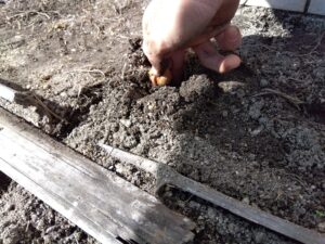 園芸委員会 主催の種植え【ミライワーク横川センター】